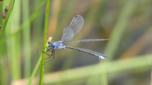Réf. 344 767 : Lestes macrostigma